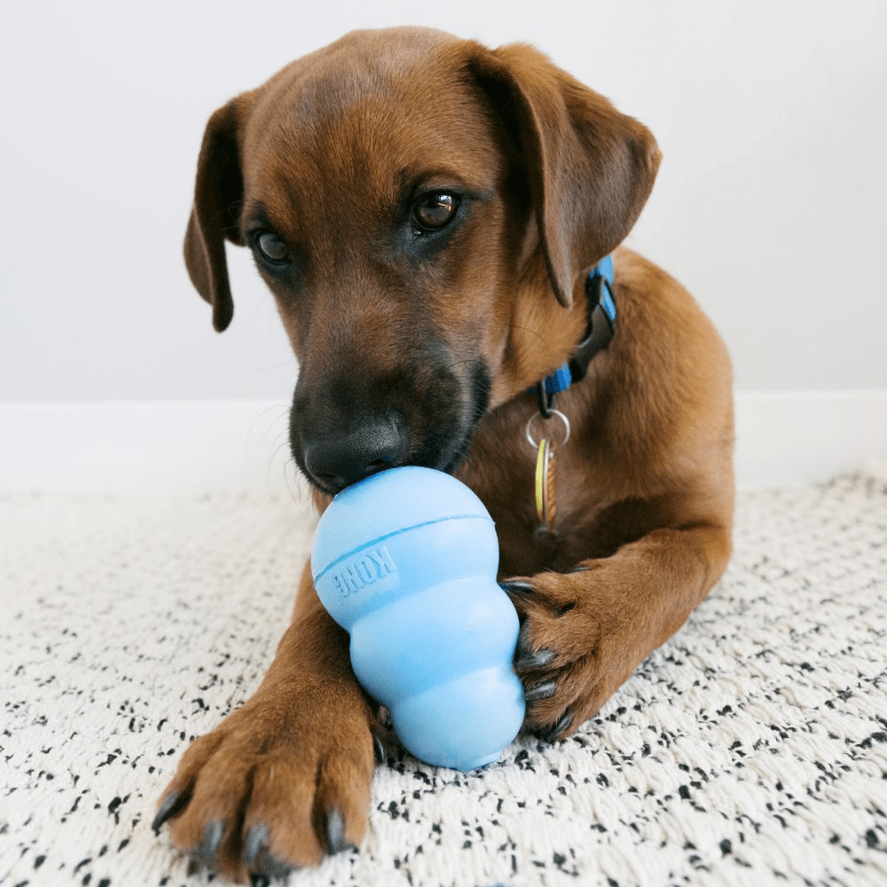 KONG Snacks for puppies