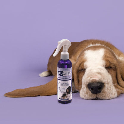 Leucillin antiseptic for cats and dogs